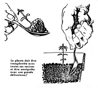 planter une graine de beuh